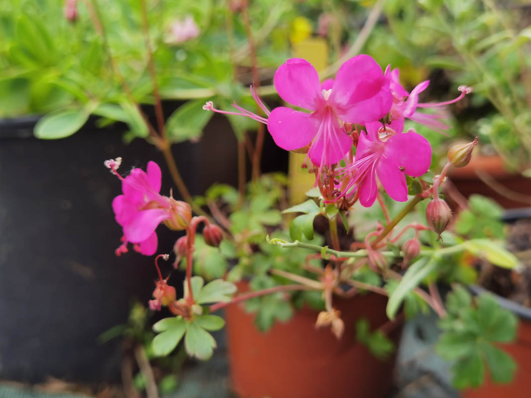 Geranium x cantabrigiense 'Westray'